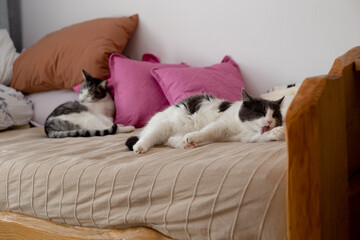 Two cats lying in bed