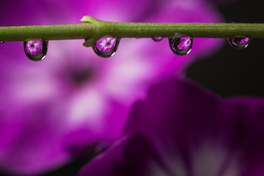 Close up of phlox flowers seen refracted in series of water droplets
