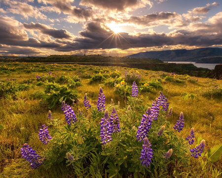 Scenic view of wild lupines in Tom McCall Preserve during sunset