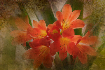 Digital painting of Clivia plant in bloom