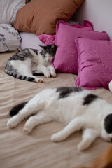 Two beautiful cats sleeping on pillows in bed
