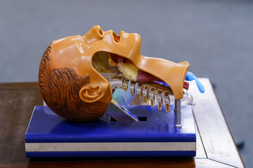 Mannequin head and intubation set for advance cardiac life support training.