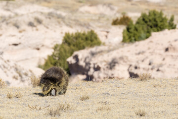 Wild porcupine foraging for food in Pawnee Buttes National Grassland (Colorado).