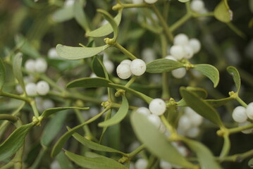 White Berries Of The Mistletoe Plant