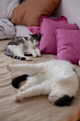 Two beautiful cats sleeping on pillows in bed