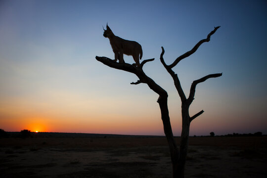Silhouette of caracal standing on limb of dead tree