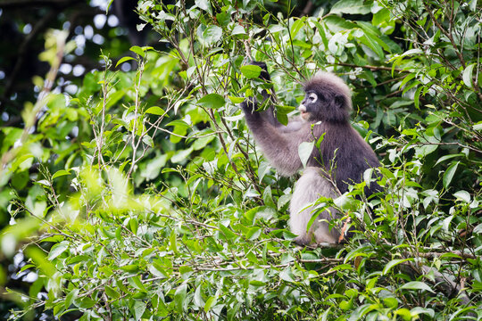 Dusky leaf monkey feeding leaves in forest