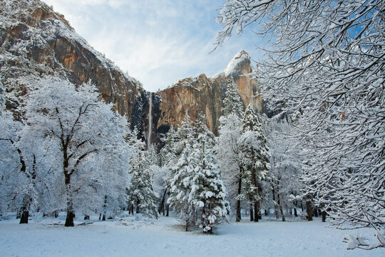 View of Bridalveil Fall and frozen trees in winter in Yosemite National Park
