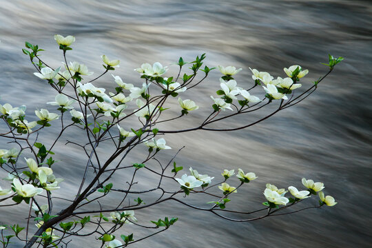 Mountain dogwood flowering over Merced River
