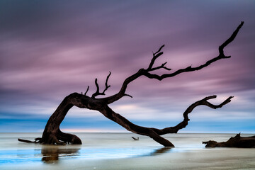 View of gnarl driftwood on Driftwood Beach