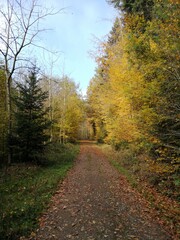 path in autumn forest
