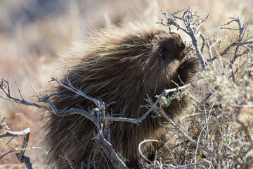Wild porcupine foraging for food in Pawnee Buttes National Grassland (Colorado).