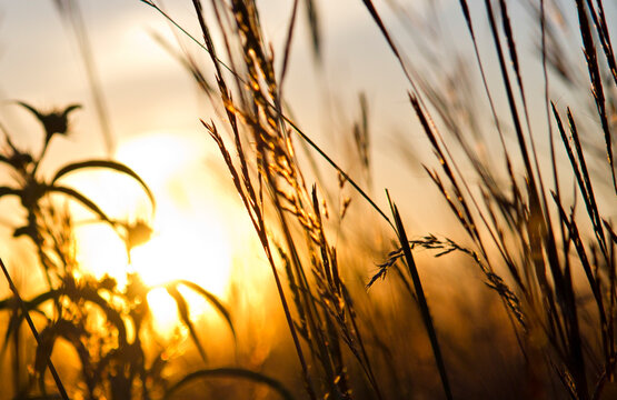 Sun Shining Through Prairie Grass At Voas Nature Area, Minburn, Iowa