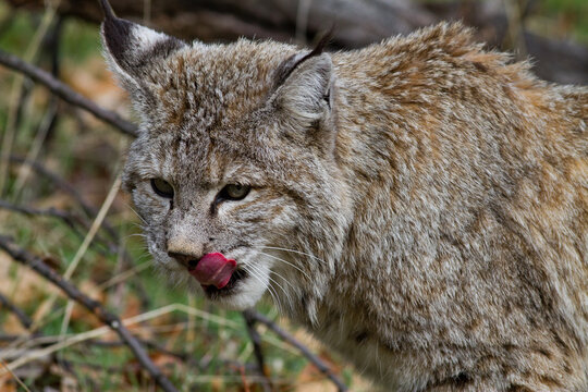 Close up of bobcat in Yosemite National Park