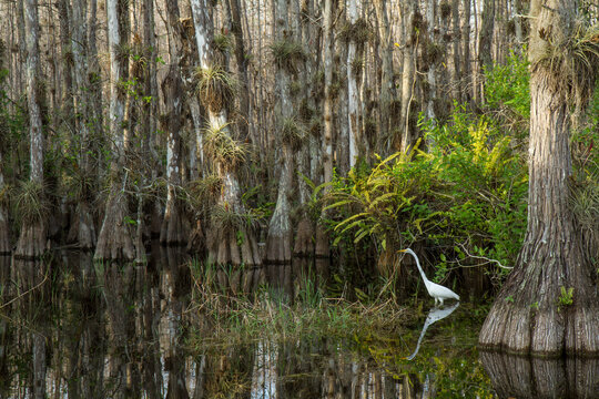 Great white egret walking through swamp among cypress trees in Big Cypress National Preserve