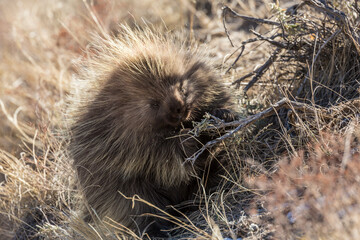 Wild porcupine foraging for food in Pawnee Buttes National Grassland (Colorado).