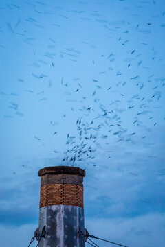 Vaux's swifts flying over Chapman chimney at dusk