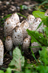 dung mushrooms on the lawn in the park in autumn.