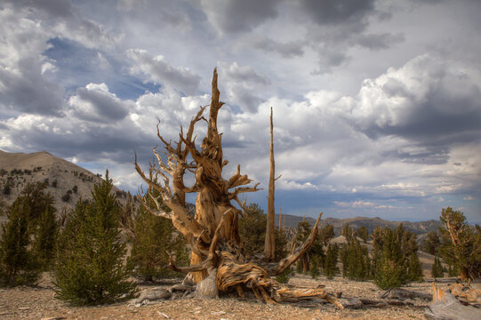 View Of Bristlecone Pine Trees Against Cloudy Sky