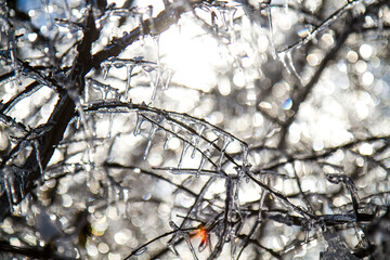 Sun shining through branches covered with ice after winter storm