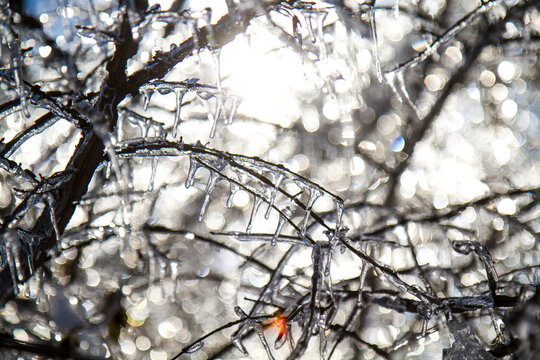 Sun shining through branches covered with ice after winter storm