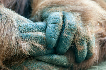 Close up of orangutan's hands