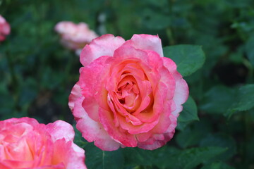 A beautiful delicate pink rose blooms in the green of the garden on a summer day