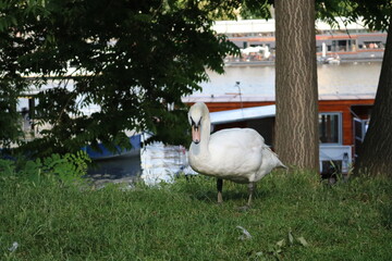 Majestic white Swan on the lake shore in green foliage in hot summer