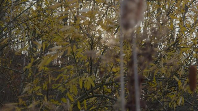 4K Sunlight coming through the tree's