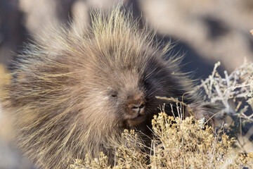 Wild porcupine foraging for food in Pawnee Buttes National Grassland (Colorado).