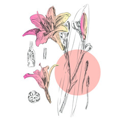Hand drawn vector daylily botanical drawing from biology and botany cutaway