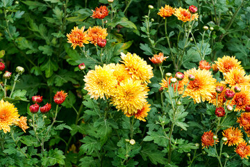 Bushes with yellow-orange flowers of chrysanthemums in the garden in autumn.