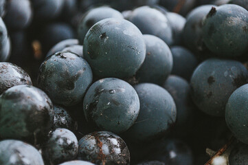 blueberries close up