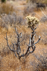 Joshua Tree Nationalpark (Kalifornien/USA)