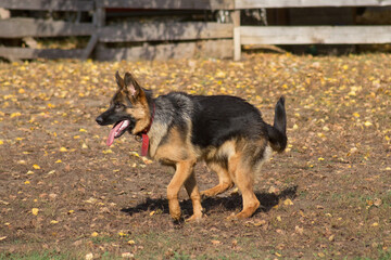 German shepherd dog puppy is walking in the autumn park. Pet animals.