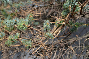 Blue spiny branches ate with showered needles. Fungal disease fusariosis