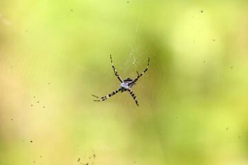 Spinne im Netz (Karibik)