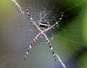 Spinne im Netz (Karibik)