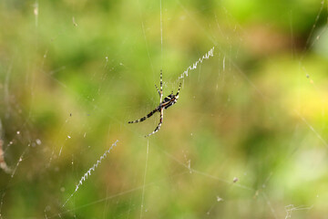 Spinne im Netz (Karibik)