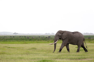 An elephant in the savannah of a national park - Powered by Adobe