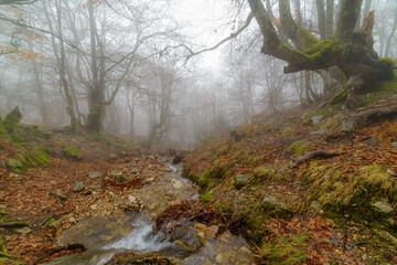 Paisaje otoñal de hayas con riachuelo descendiendo la ladera y niebla al fondo. Foto de larga...