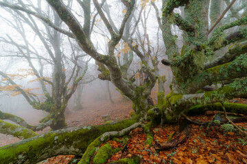 Paisaje otoñal de hayas con ramas peladas y hojas en el suelo con niebla en el fondo.
