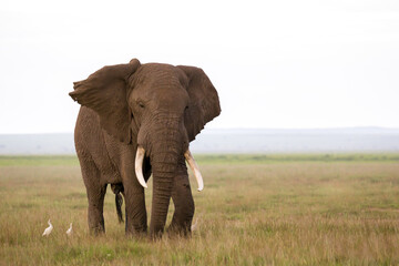 An elephant in the savannah of a national park - Powered by Adobe