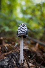 Coprinus picaceus. Mushroom in a chestnut forest.