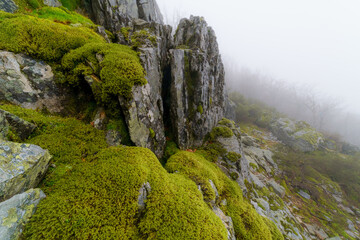 Paisaje otoñal de niebla con montaña de rocas y plantas verdes tapizantes en primer plano.
