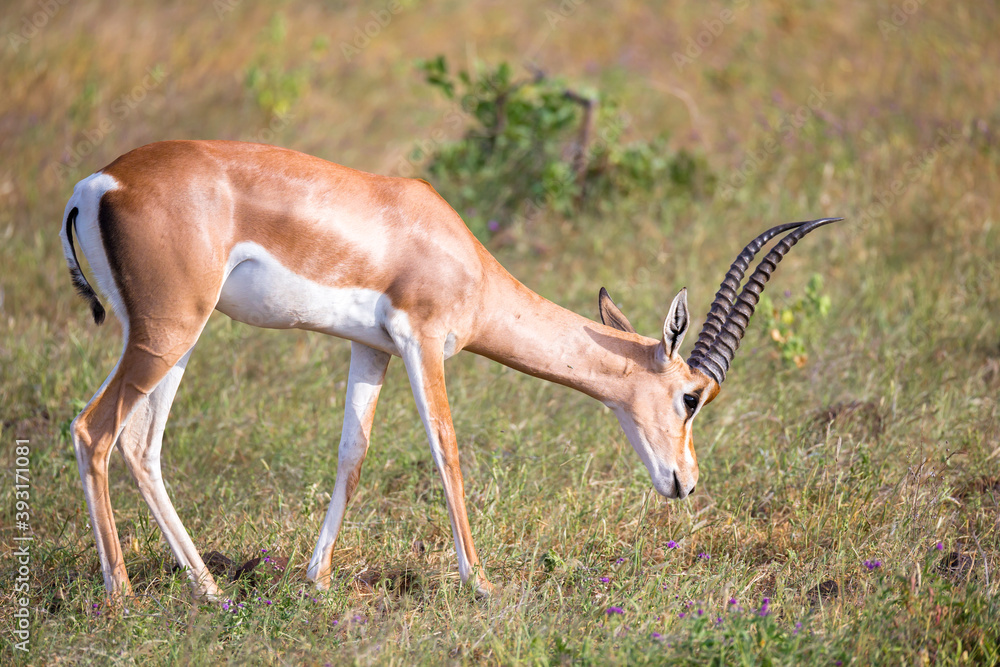 Wall mural native antelopes in the grassland of the kenyan savannah