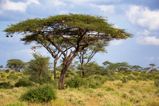 A big acacia tree between another bushes and plants