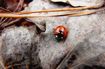 ladybug on a leaf