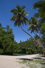 Exotic sandy beach, with blue waters and leaning palm trees, Samoa