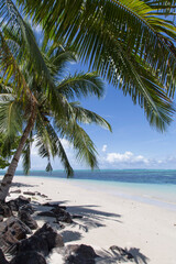 Exotic sandy beach, with blue waters and coconut palm trees, Samoa